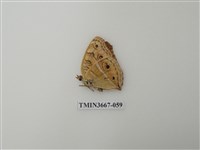 藏品(蛺蝶科(1))的圖片